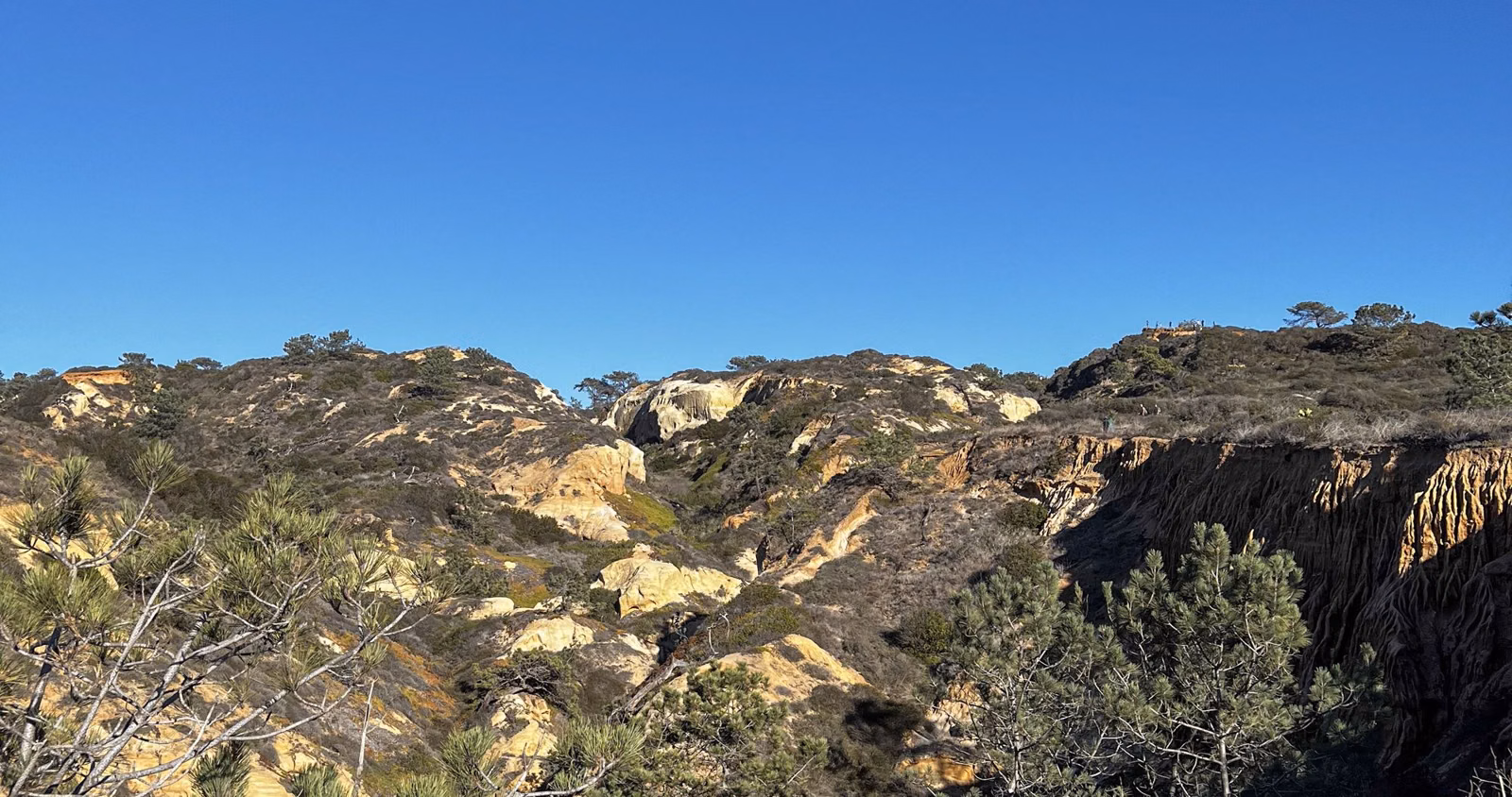 Torrey pines growing among eroded sandstone bluffs in a canyon