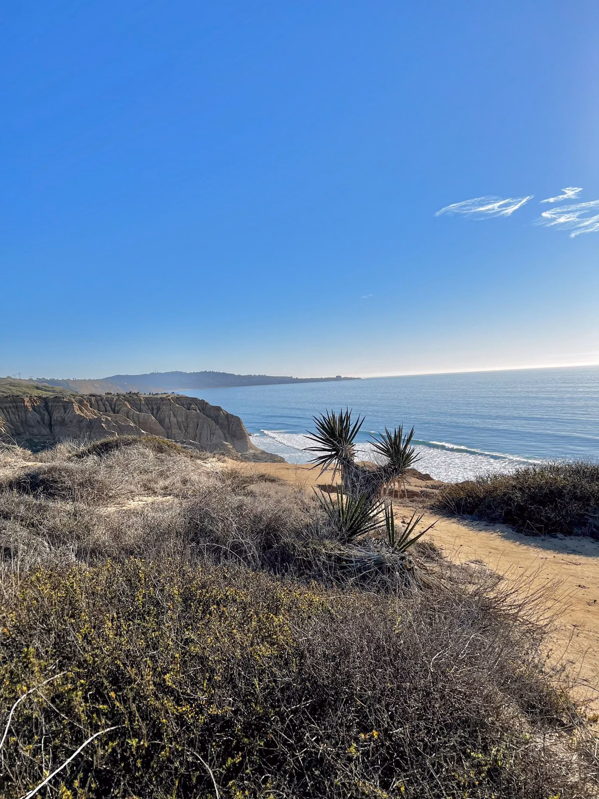 Yucca and coastal scrub on a bluff above the beach