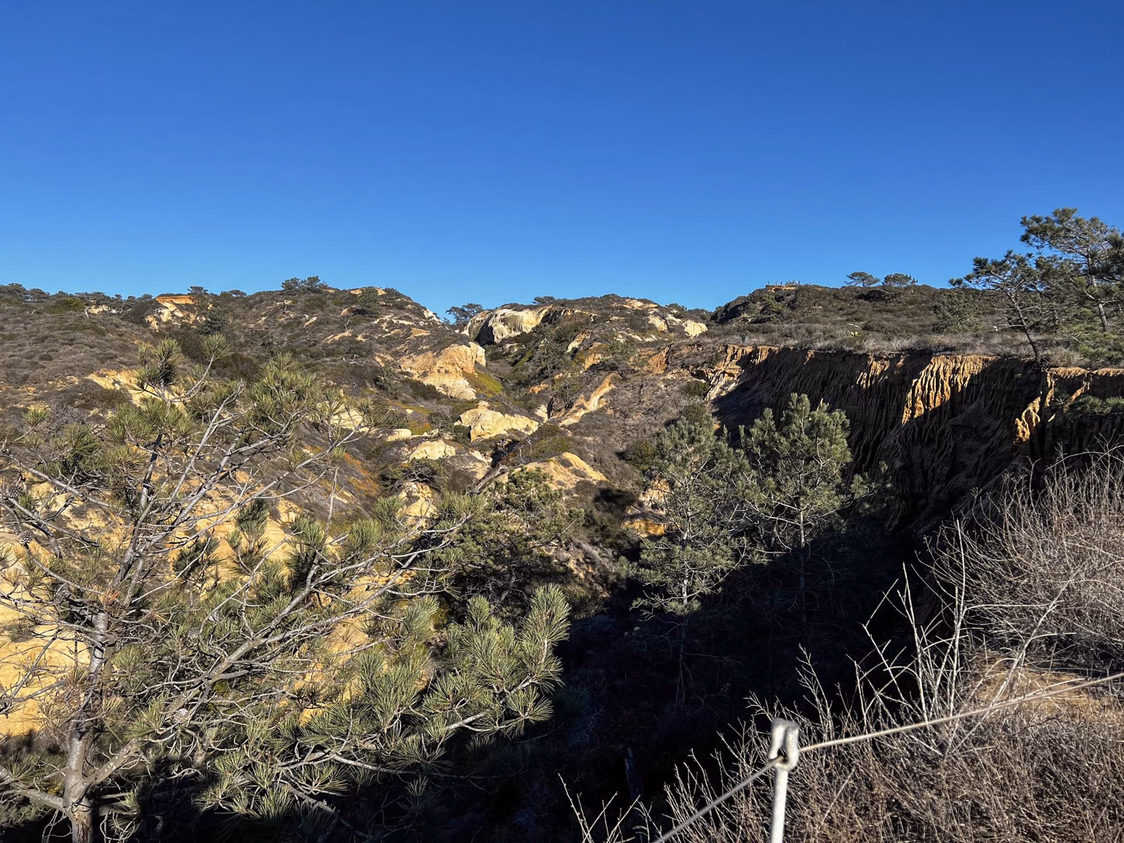 An eroded sandstone canyon with Torrey pines on its slopes