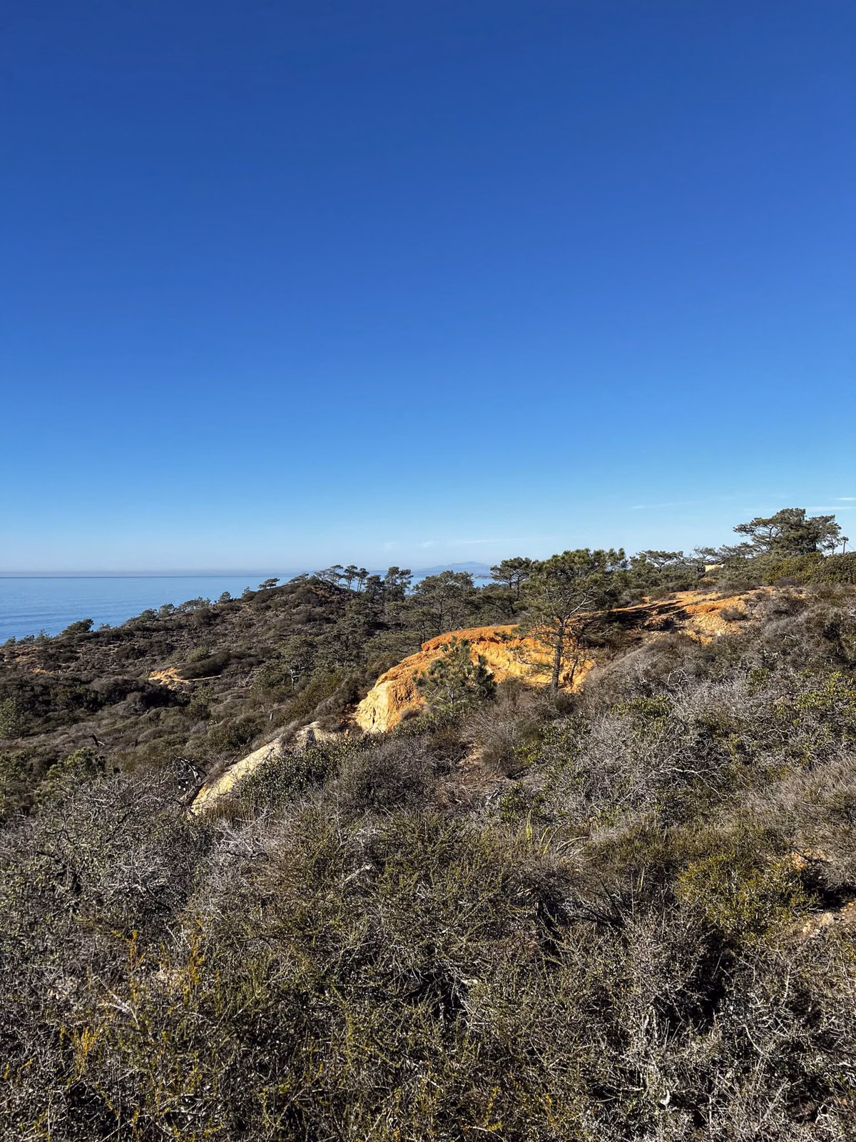 An orange sandstone outcrop in coastal scrub
