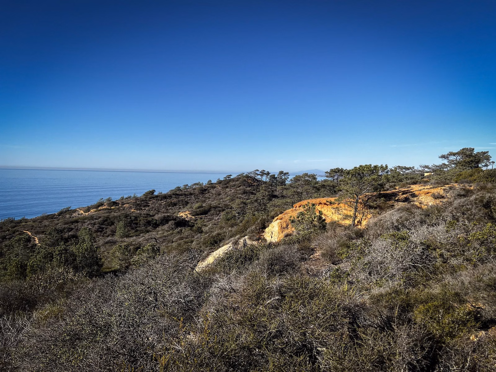 Orange sandstone outcrop in coastal scrub with Torrey pines on the skyline