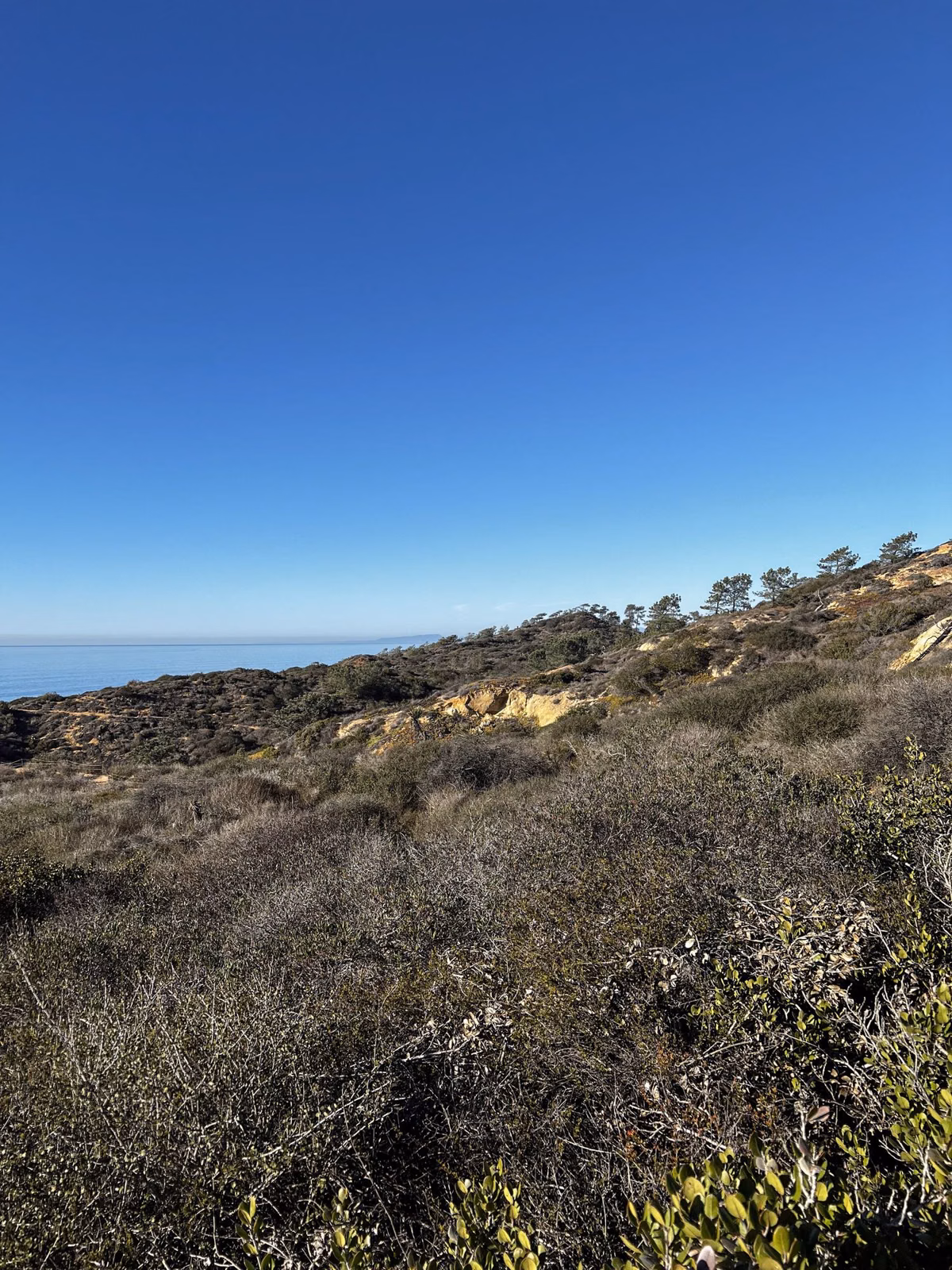 Scrub-covered ridge with Torrey pines along the skyline