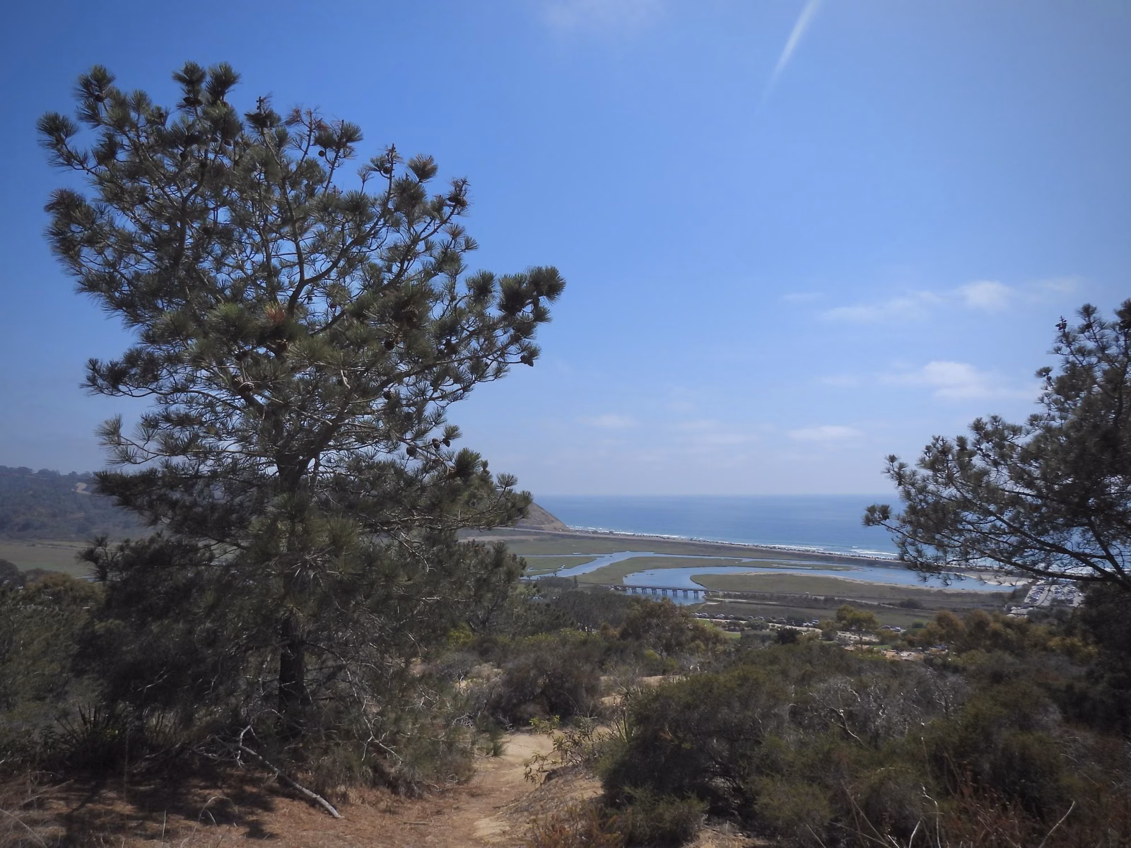 A Torrey pine on a scrubby hillside with the lagoon and coast beyond