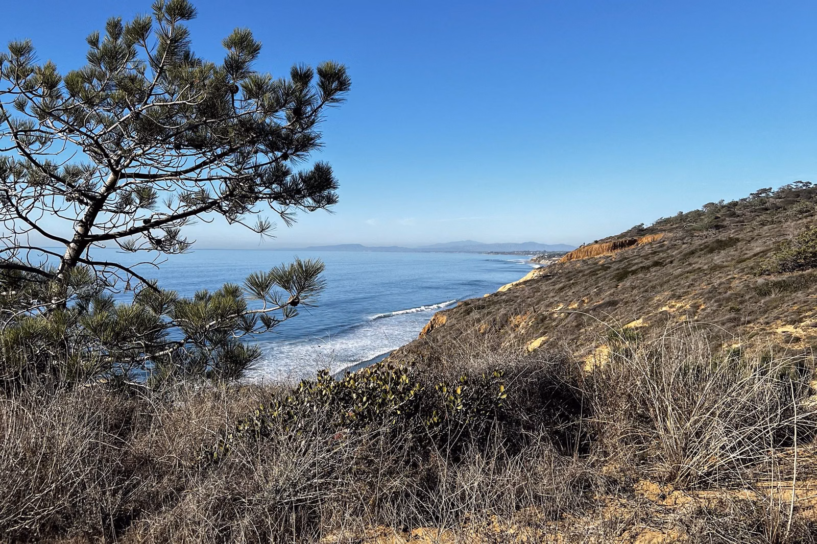 A Torrey pine framing the coastline from a scrub-covered bluff