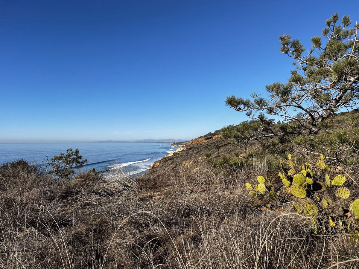 A Torrey pine and prickly pear cactus above the coast