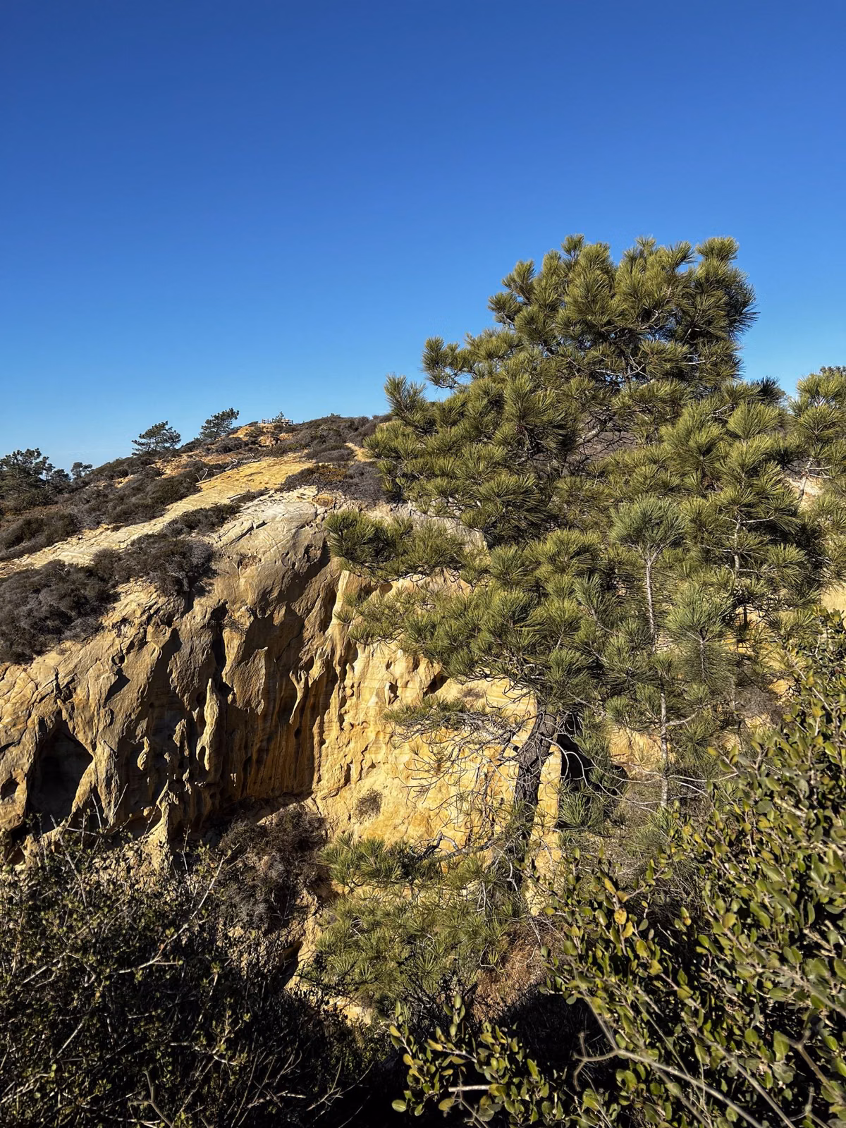 A Torrey pine beside an eroded sandstone outcrop