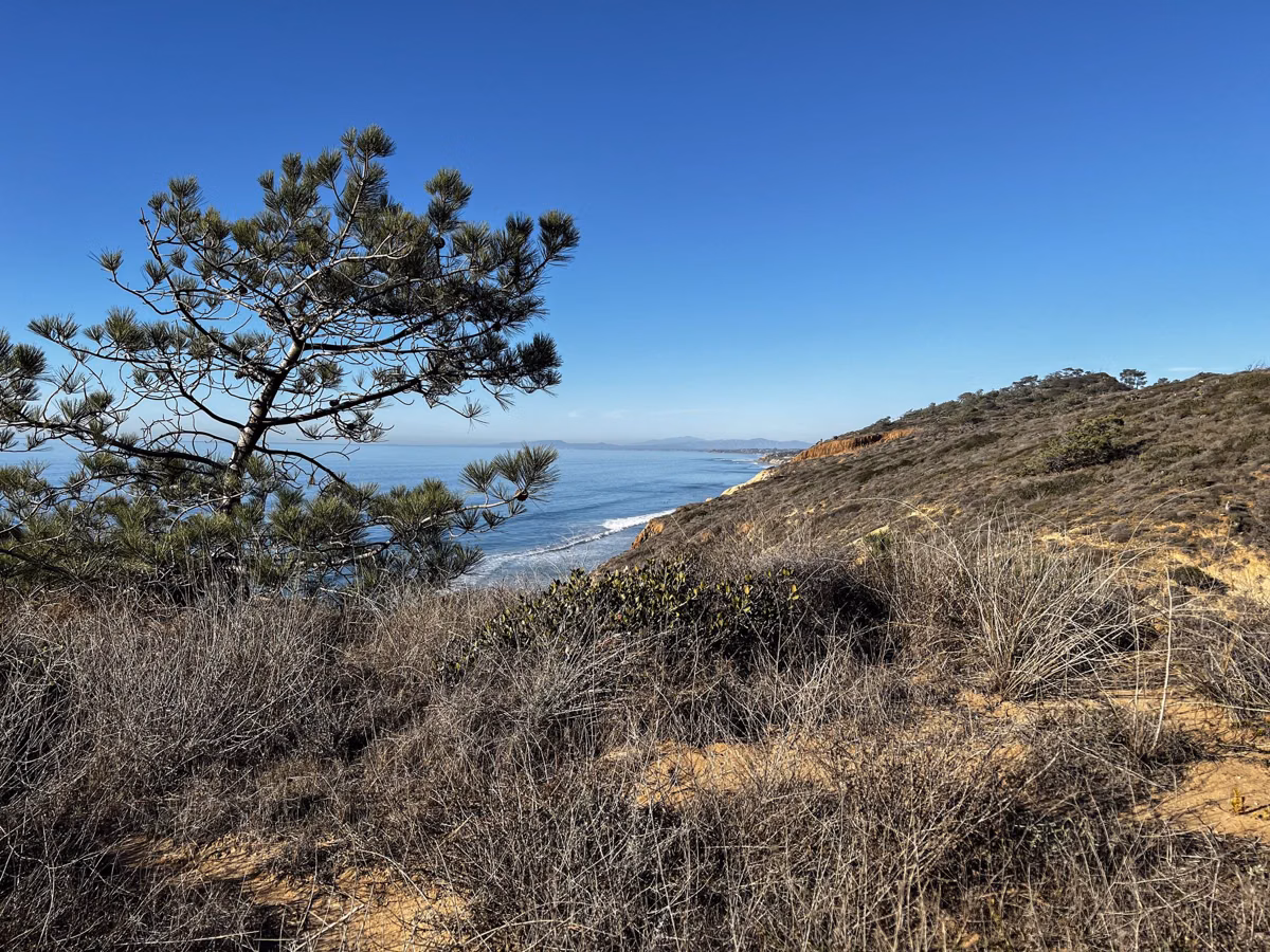A wind-shaped Torrey pine on a scrub-covered bluff above the beach