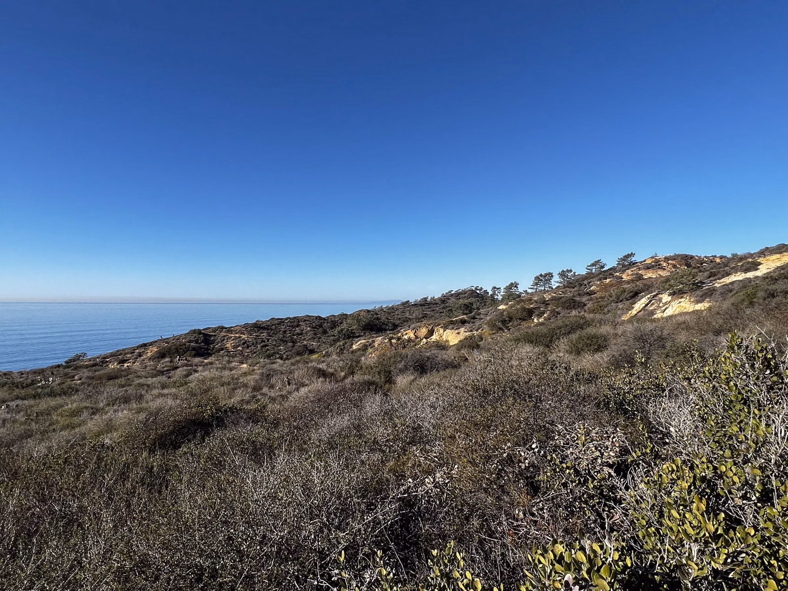 Coastal scrub on a ridge with Torrey pines in the distance and the ocean beyond