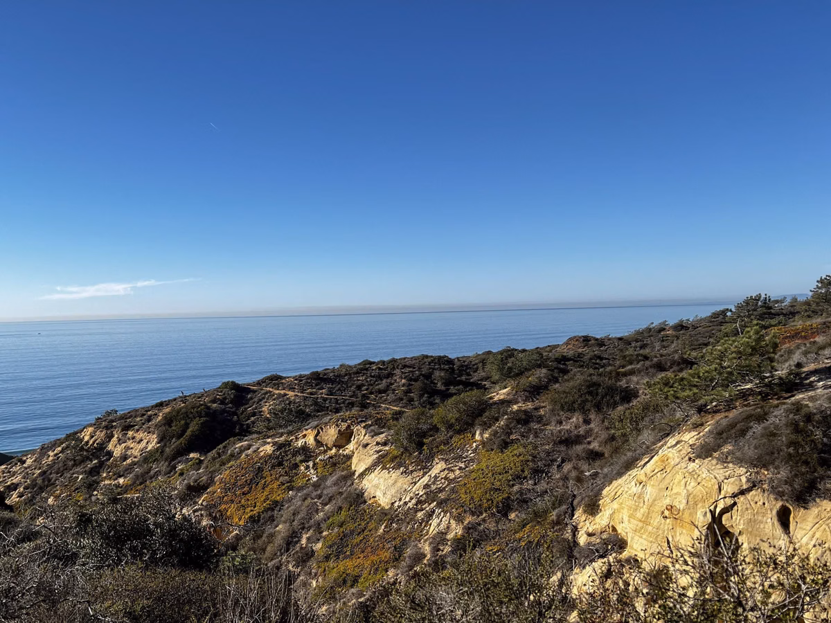 Yellow sandstone outcrops among coastal scrub above the Pacific