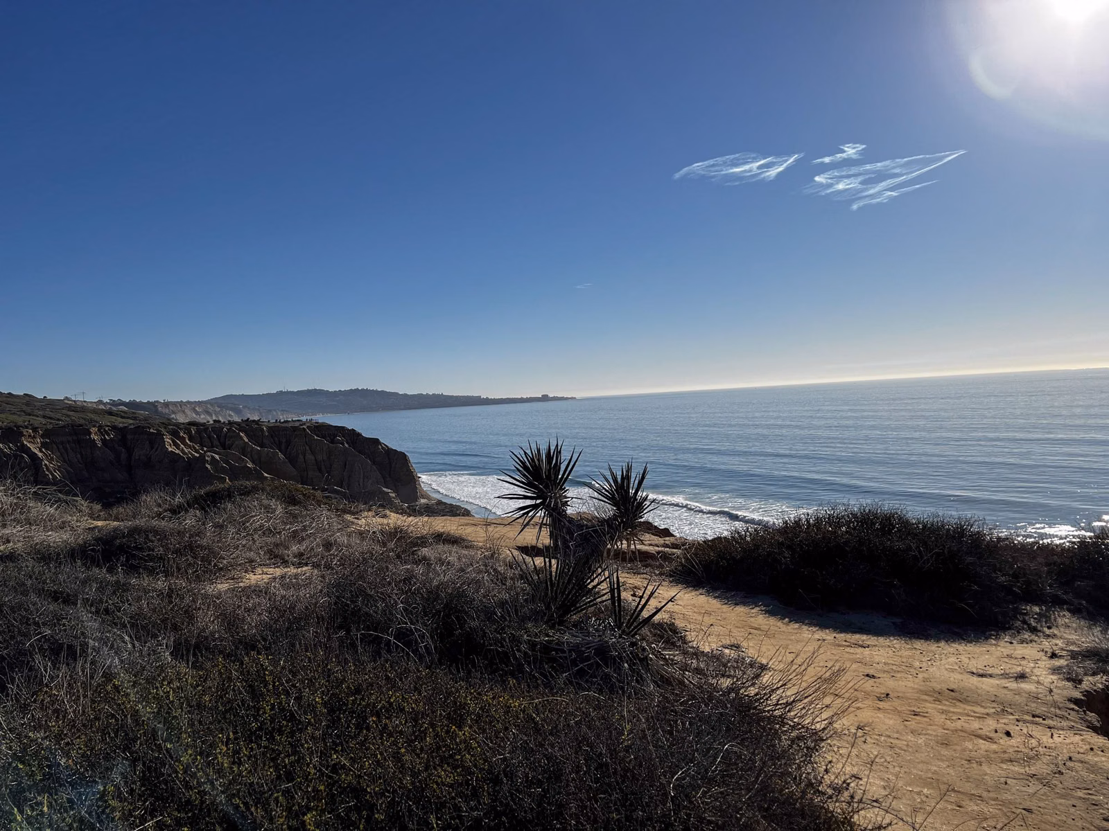 Yucca plants on a coastal bluff above the Pacific