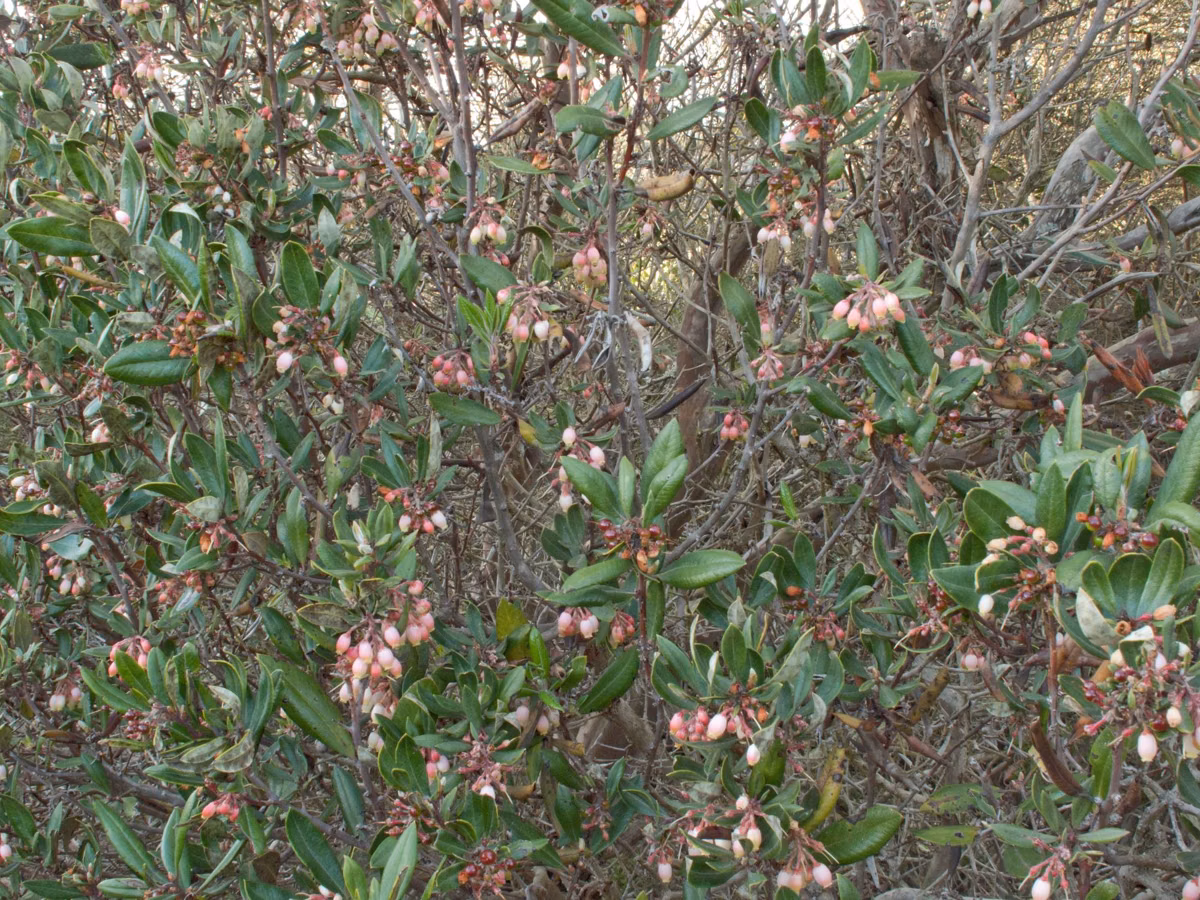 Mission manzanita shrub with small pink flowers