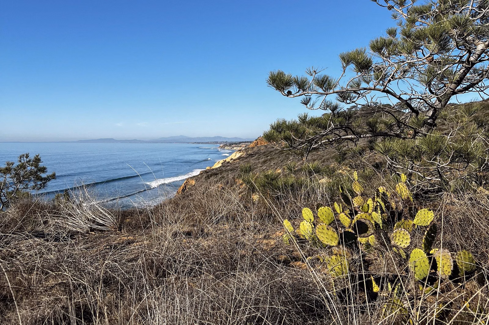 Prickly pear cactus and a Torrey pine on a coastal slope